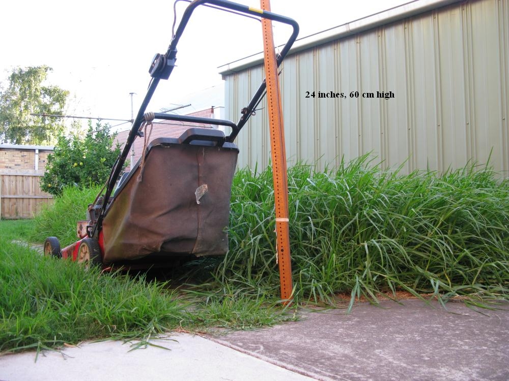 Tall grass